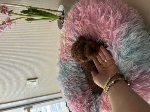 Ev doğumu toy poodle bebiş