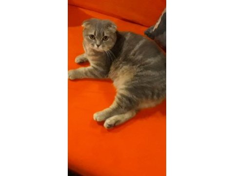 Sahiplendirilecek kedimiz