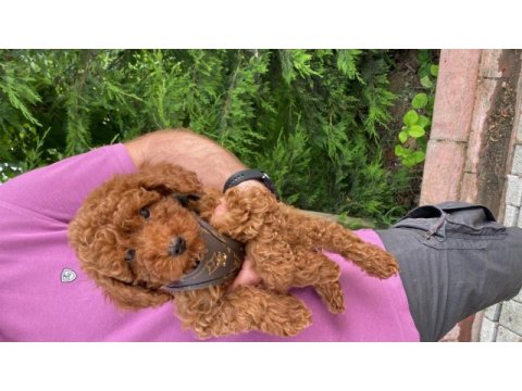 Red poodle bebekler