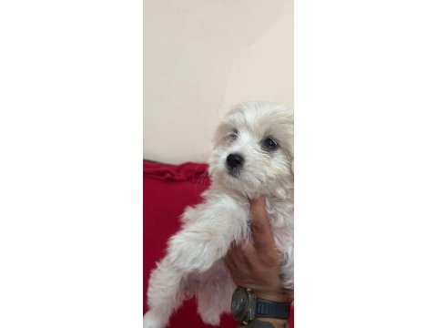 Teslime hazır yavru köpekler