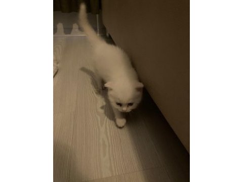 Pofuduk beyaz scottish fold bebekler