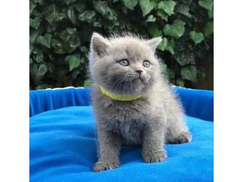 Brıtısh shorthair gri yavrularım 