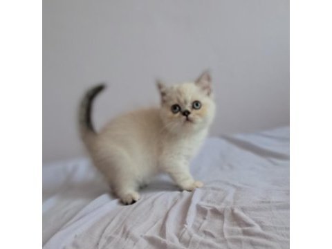 British shorthair point erkek