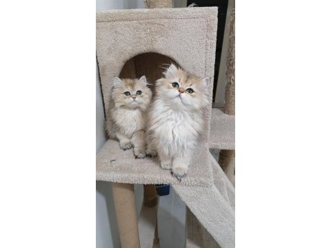 British longhair ny 12