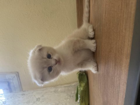 45 günlük scottish fold erkek kırık kulak