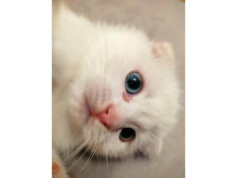 2 aylık scottish fold