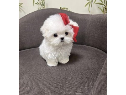 Yeni kore maltese bebeği