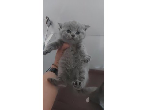 Blue dişi erkek brıtısh shorthaır yavrularımız