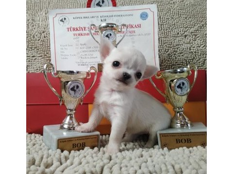 Şivava türkiye şampiyonu babanın yavruları chihuahua
