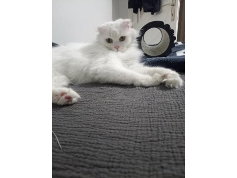 Acil ücretsiz scottish fold sahiplendirme
