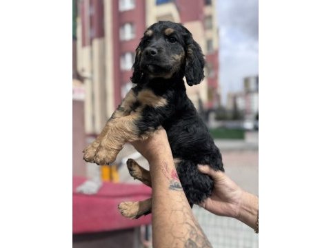 Özel olmak isteyenlere black tan cavalier king charles