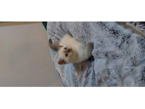 British shorthair blue point erkek