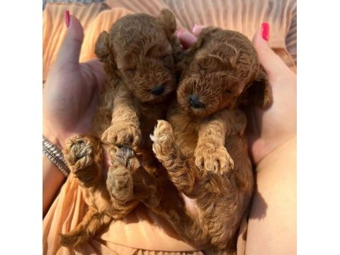 Minik toy poodle bebekler