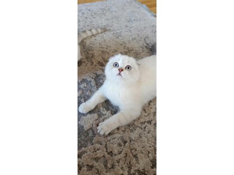 Bu güzel gözlü scottish fold prenses ailesini bekliyor