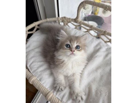 Rusya kanı üst sınıf british longhair