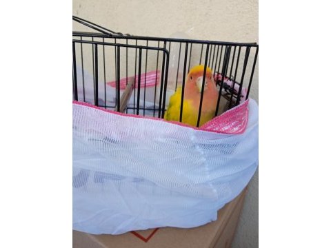 Sevda papağanı erkek kuşumuz
