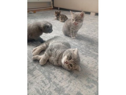 Scottish fold kedisi