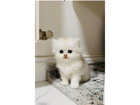 Fazlasıyla aşk içeren bir erkek bebek kedimiz