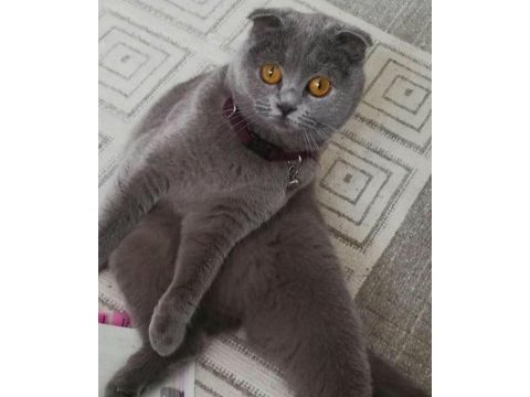 Scottish fold dişi
