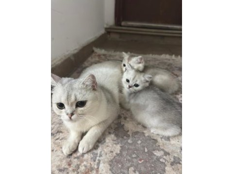 Güzeller güzeli british shorthair yavrular