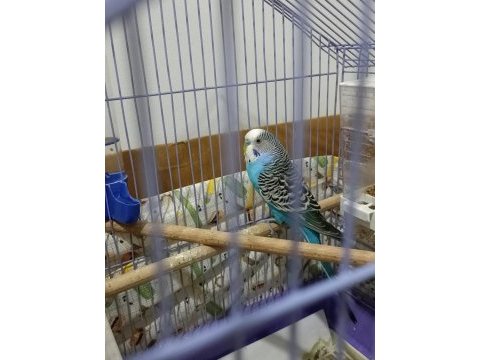 Yumurtalı takım muhabbet kuşu