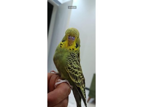 Ele omuza alışkınmuhabbet kuşlarımız 