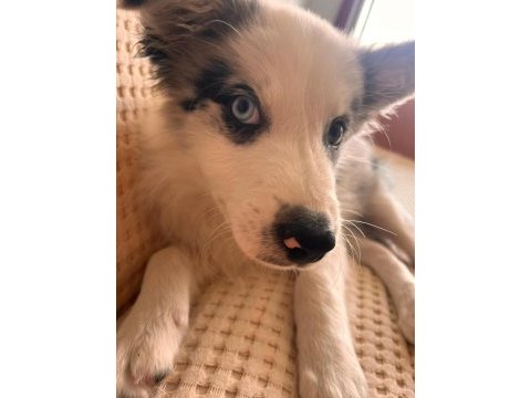 Blue merle border collie yavru