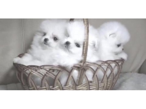 Pomeranian boo yavrusu
