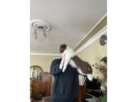 Son iki dişi şecereli border collie yavrular hızlı olana