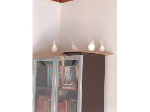 Sultan papağanı lutino