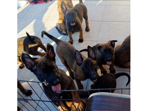 Malinois yavrularım fcı / kıf şecereli