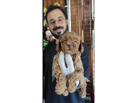A scr muhteşem toy poodle yavrularımız