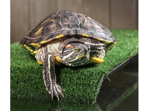 Kaplumbağa kırmızı yanak tospa