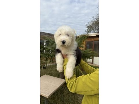 Sevgi yumağı dev dost bobtail