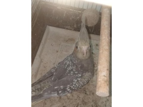 4 aylık sultan papağanı