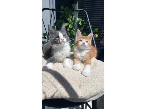 Sağlık ve ırk garantili minik maine coon devler