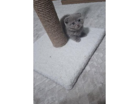Kedimiz hakkında detaylı bilgi için mesaj atın