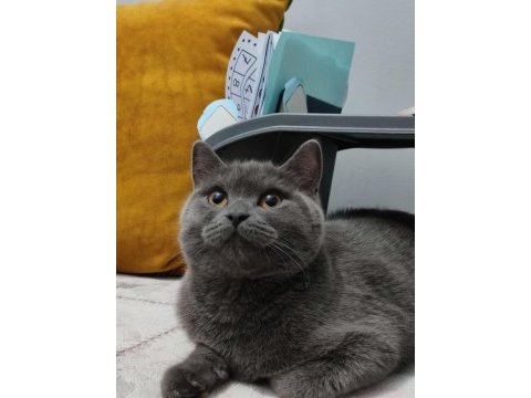 British shorthair eker yeni sahibini arıyor