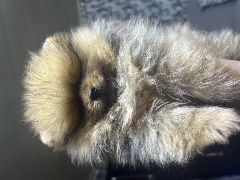 Pomeranian boo bebeklerim