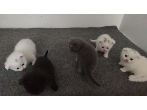 Scottish fold yavru kediler ücretli