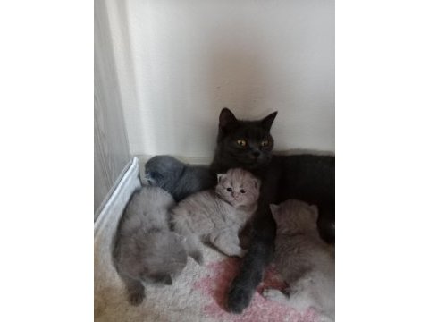 British shorthair kediler