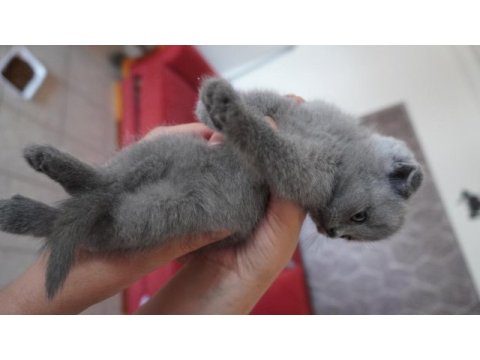 Safkan british scottish fold yavrularımız