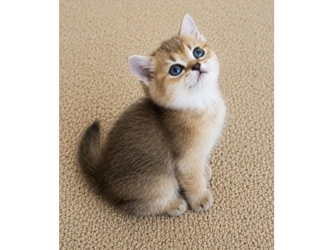 Muhteşem golden bicolor point british shorthair yavrular