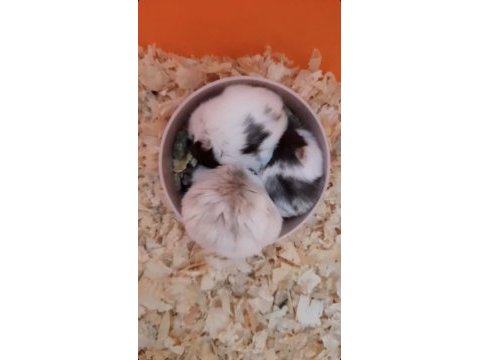 Özel renk hamster