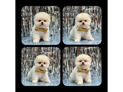 Orjinal ayı surat pomeranian boo
