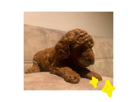 A kalite red brown toy poodle yavrular