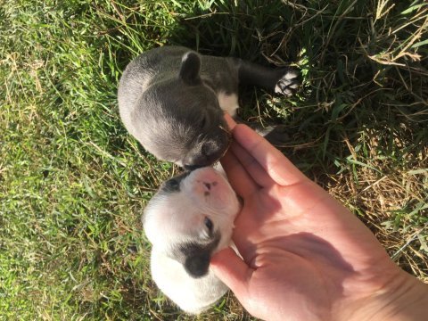 French bulldog minikler yeni doğdu