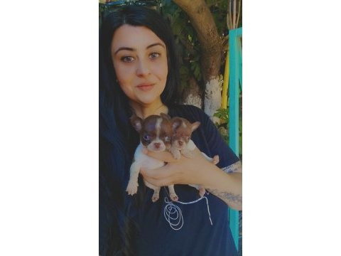 Chihuahua şivava yavrularımız