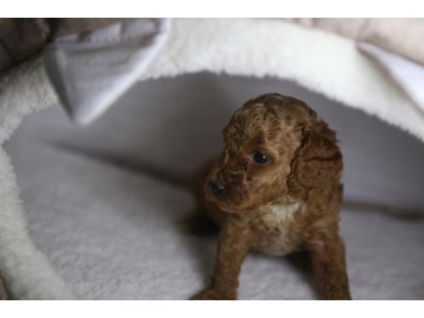 F2 orjinal maltipoo 3 kız kardeş