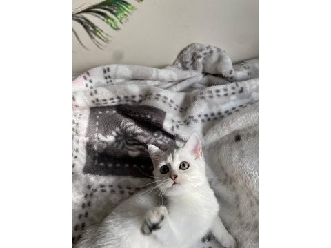Sliver yavru kedimiz